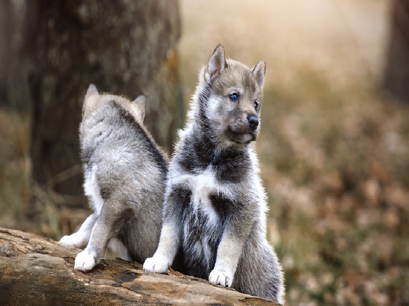 张女士成功案例